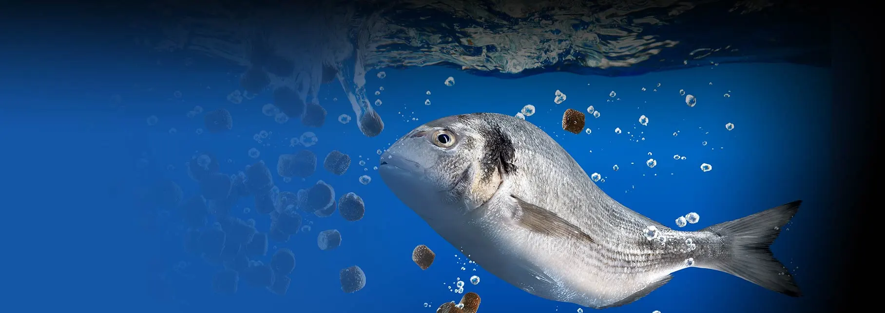 Günstiges Ködergeschäft 3 Günstiges Ködergeschäft -Günstiges Ködergeschäft 1