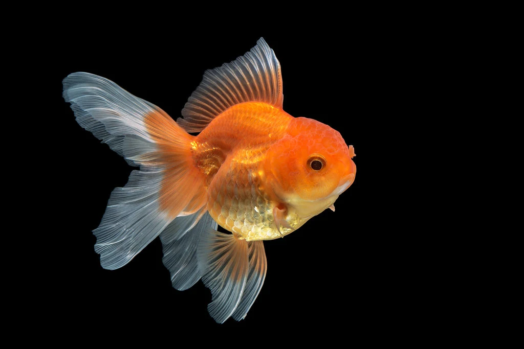 Günstiges Ködergeschäft 15 Günstiges Ködergeschäft -Günstiges Ködergeschäft 3